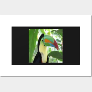 Keel billed Toucan Posters and Art